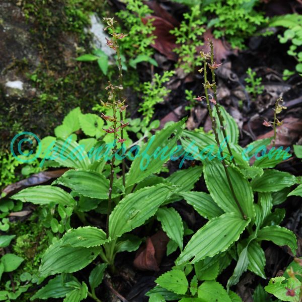 Crepidium acuminatum