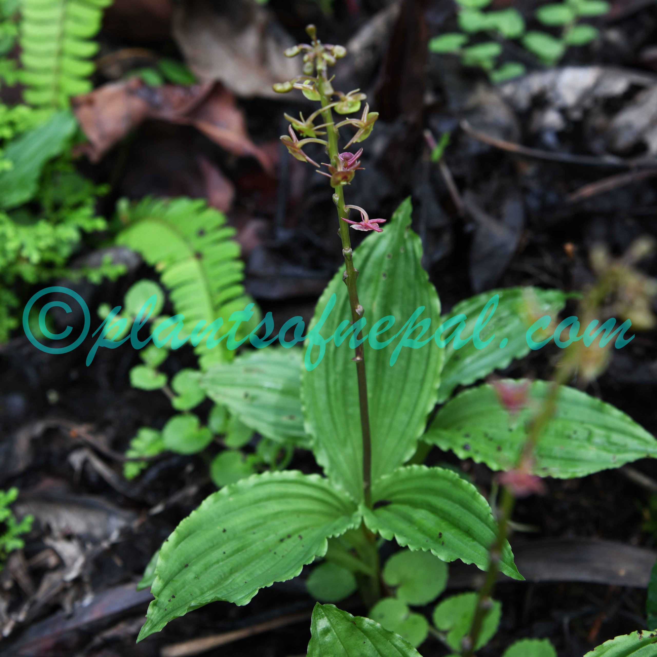 Crepidium acuminatum