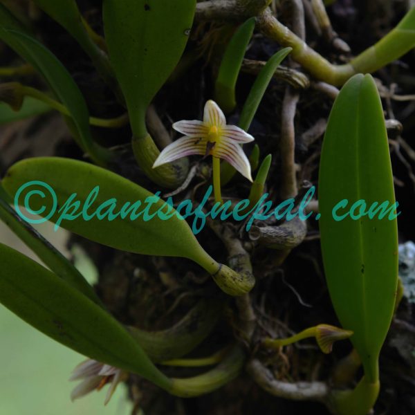 Bulbophyllum affine Lindl.