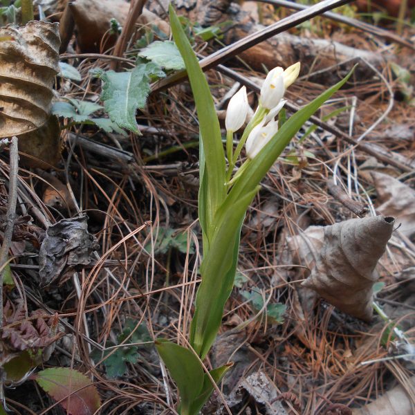 Cephalanthera longifolia