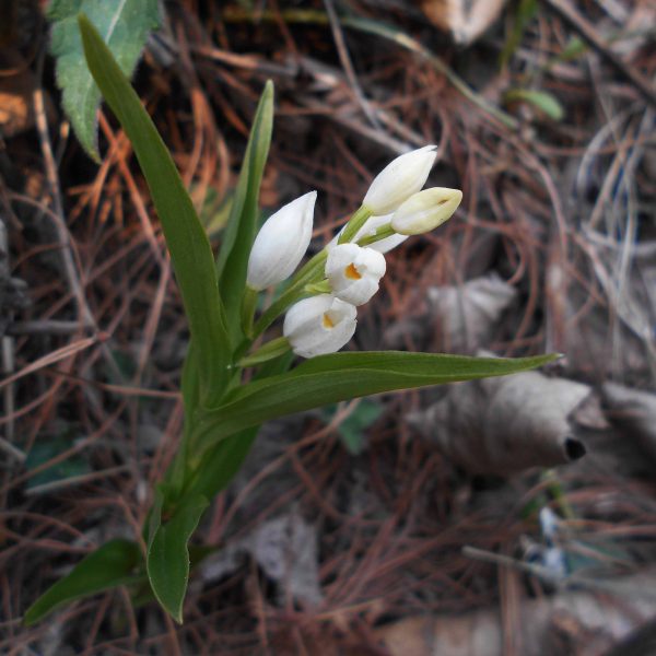 Cephalanthera longifolia (L.) Fritsch