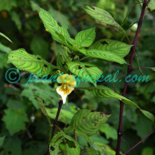 Impatiens tricornis Lindl.