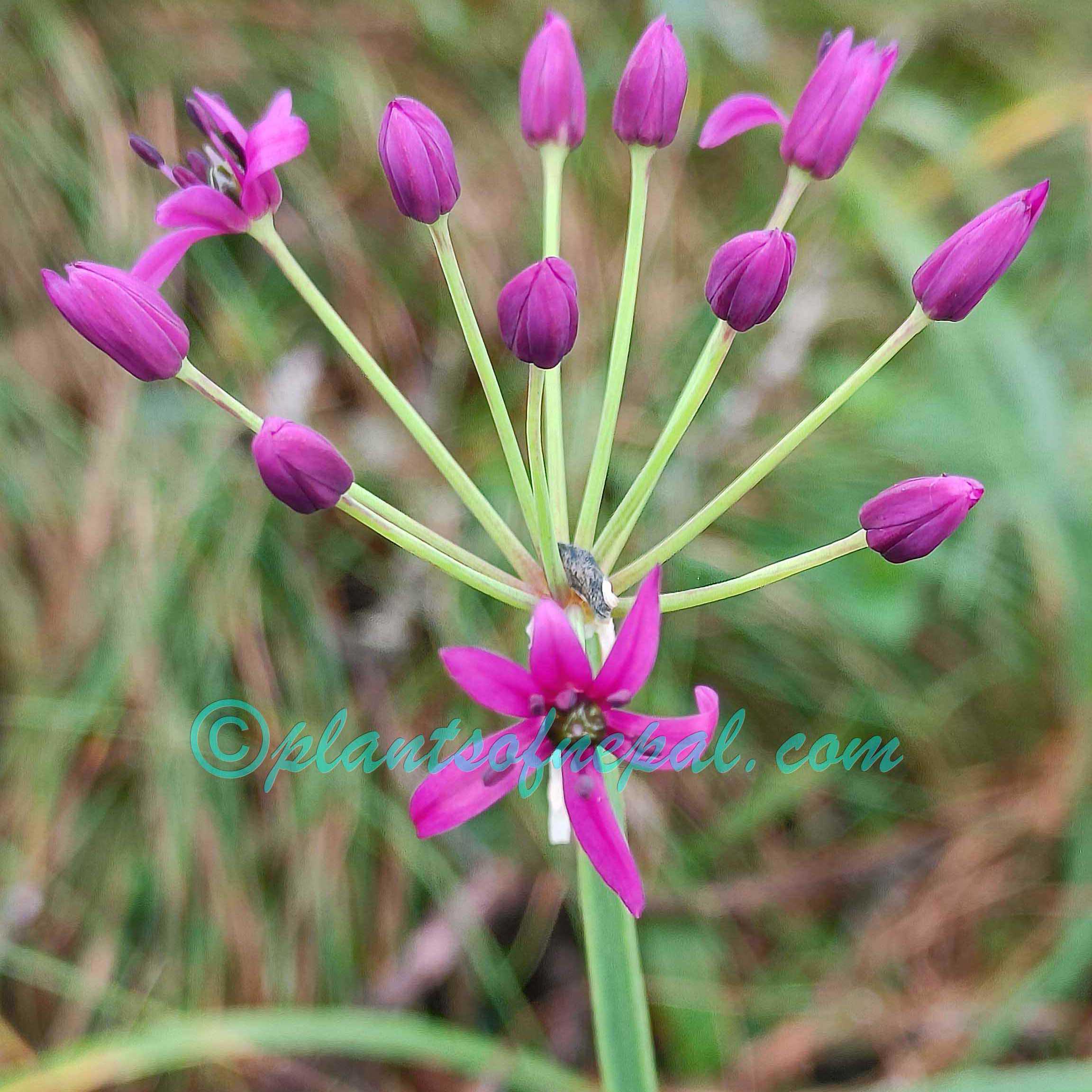 Allium wallichii Kunth Plants of Nepal Allium wallichii Kunth Plants of Nepal