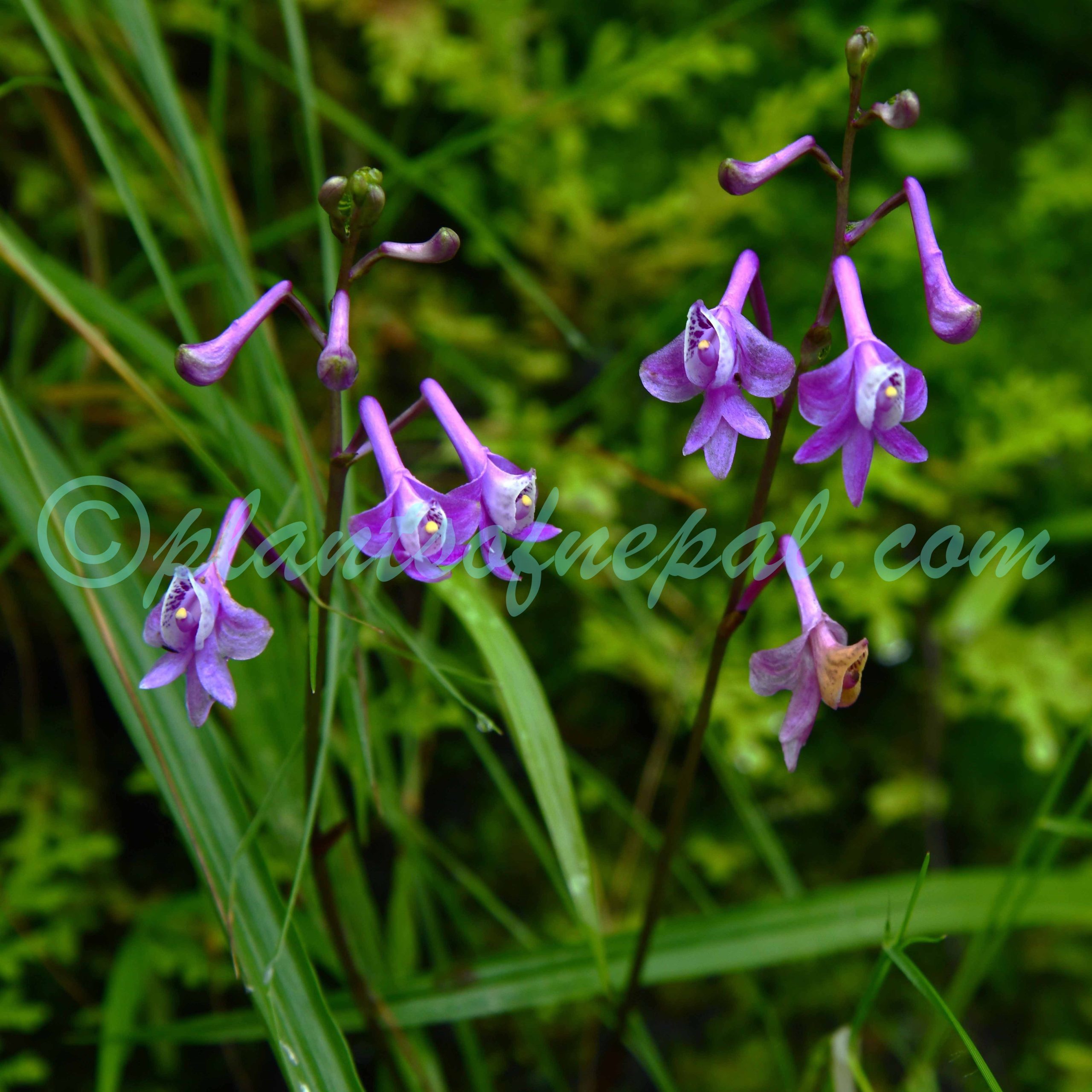 Anthogonium gracile Wall. ex Lindl. Plants of Nepal