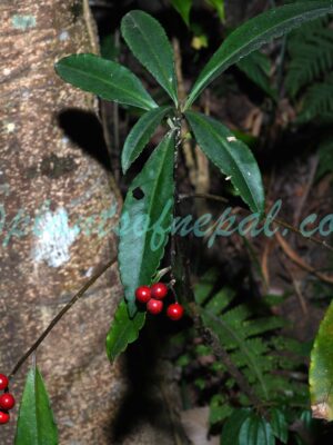 Ardisia macrocarpa Wall. Plants of Nepal Ardisia macrocarpa Wall. Plants of Nepal