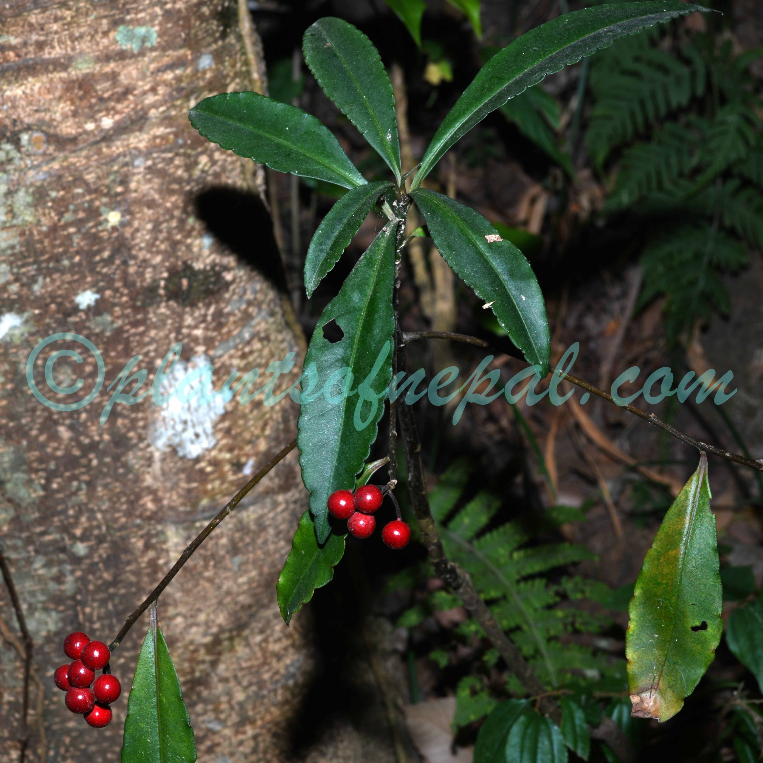 Ardisia macrocarpa Wall. Plants of Nepal