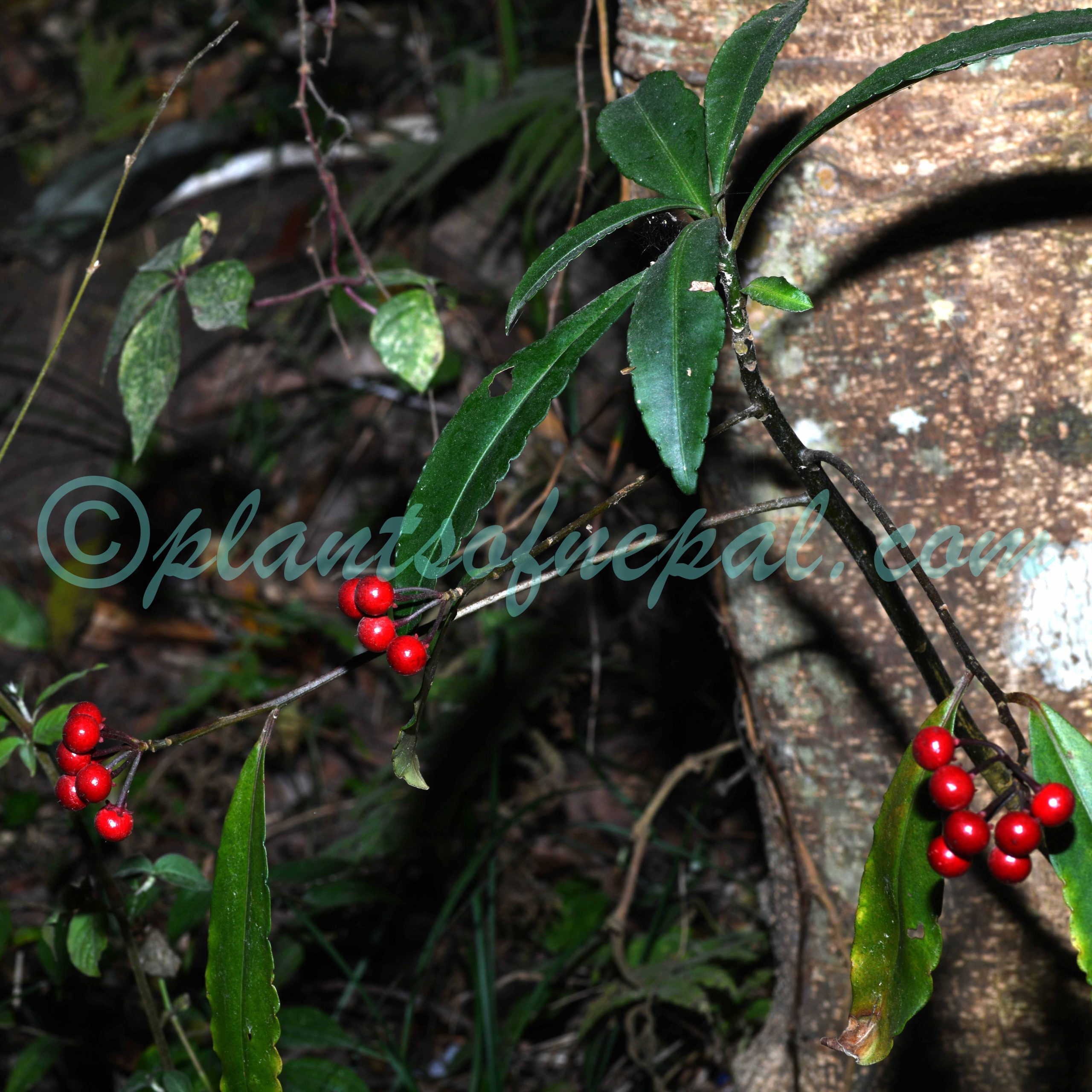 Ardisia macrocarpa Wall. Plants of Nepal