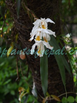 Coelogyne cristata Lindl.