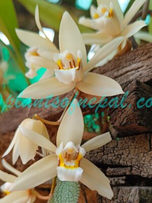 Coelogyne flaccida Lindl. Plants of Nepal