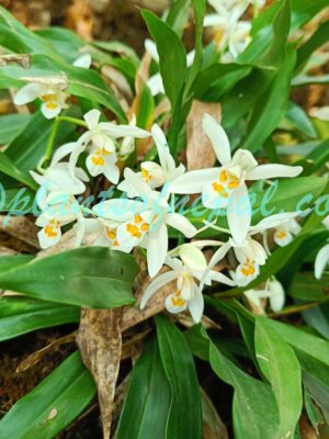 Coelogyne nitida (Wall. ex D.Don) Lindl. Plants of Nepal