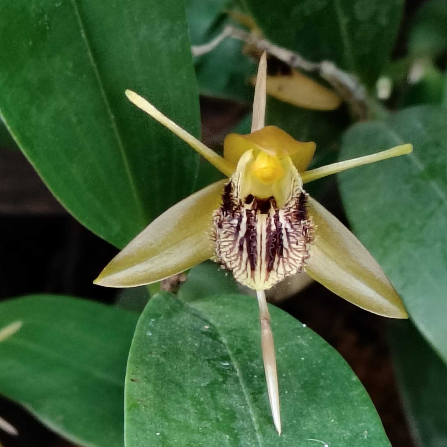 Coelogyne ovalis Lindl. Plants of Nepal