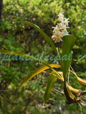 Coelogyne stricta (D.Don) Schltr. Plants of Nepal
