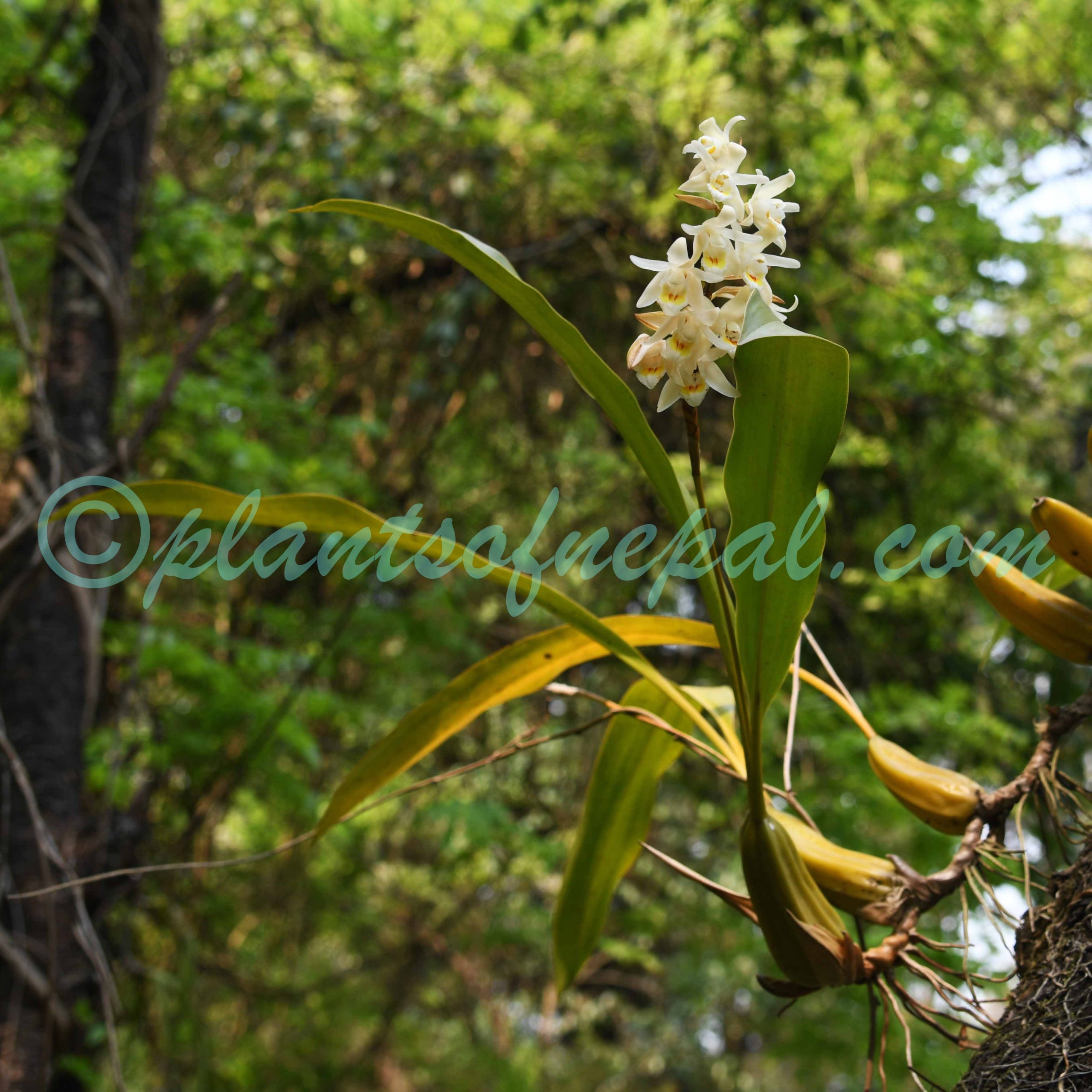 Coelogyne stricta (D.Don) Schltr. Plants of Nepal
