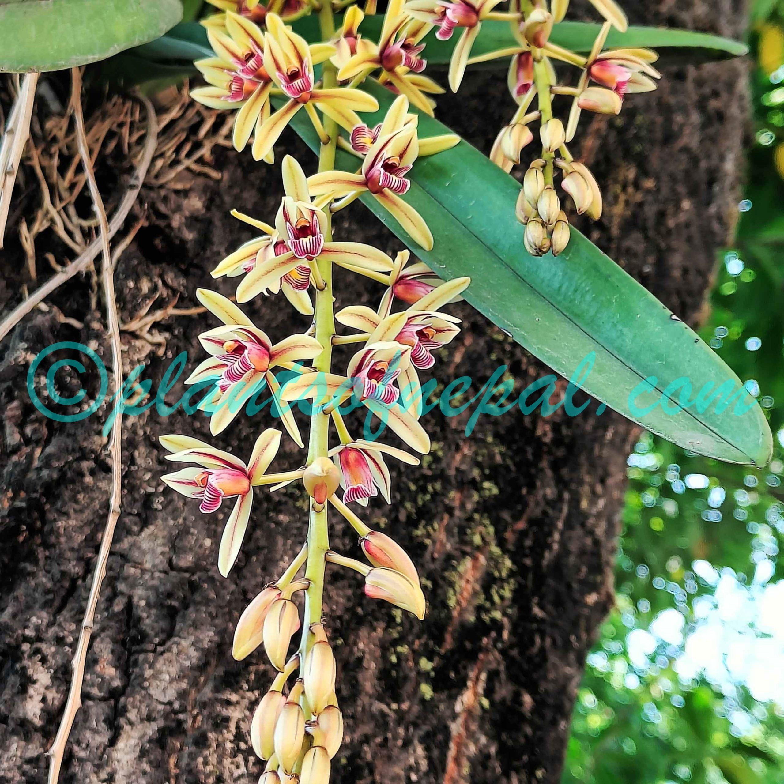 Cymbidium aloifolium (L.) Sw. Plants of Nepal