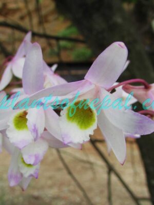 Dendrobium amoenum Wall. ex Lindl. Plants of Nepal