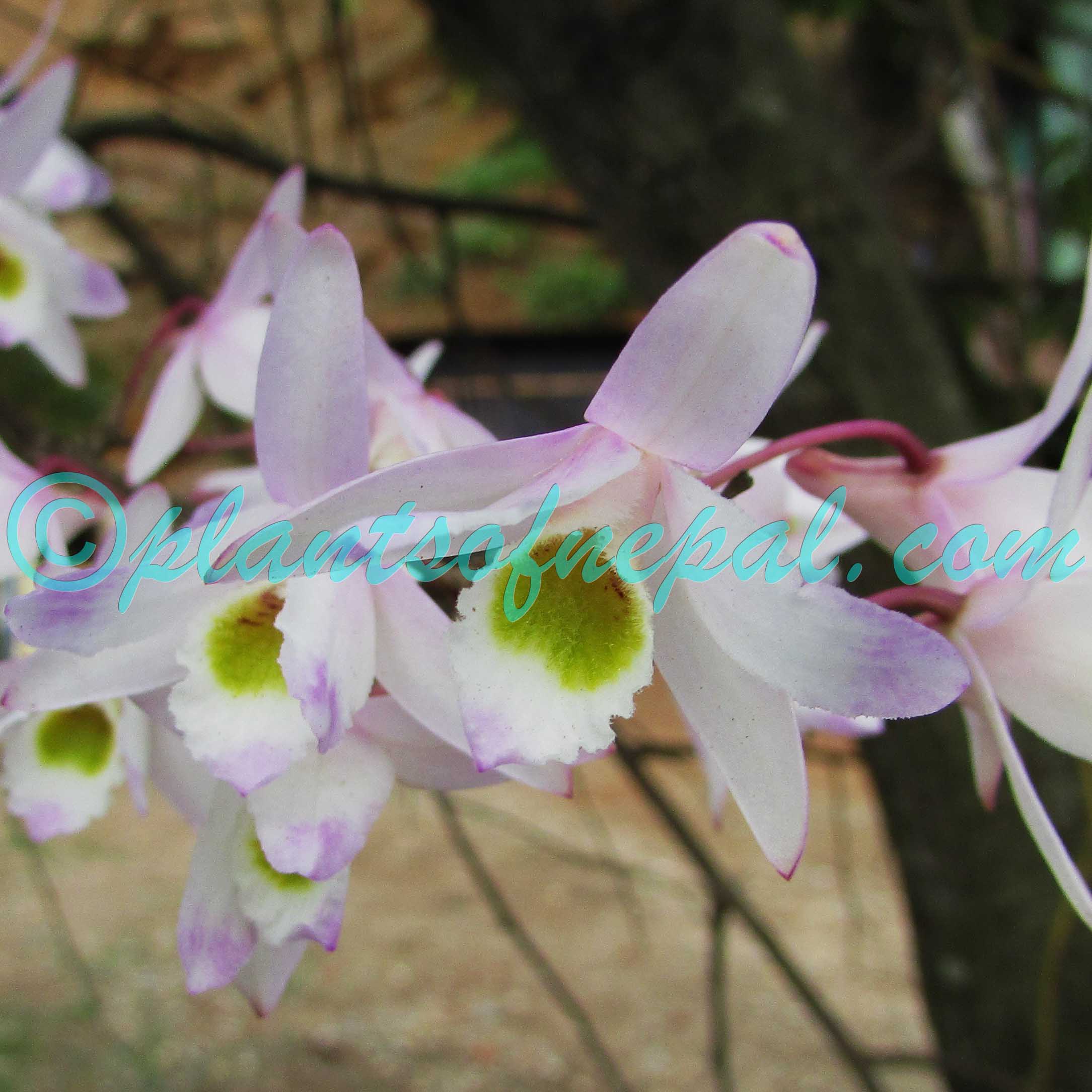 Dendrobium amoenum Wall. ex Lindl. Plants of Nepal