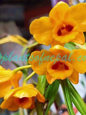 Dendrobium chrysanthum Wall. ex Lindl. Plants of Nepal