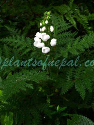 Pedicularis tamurensis T.Yamaz. Plants of Nepal