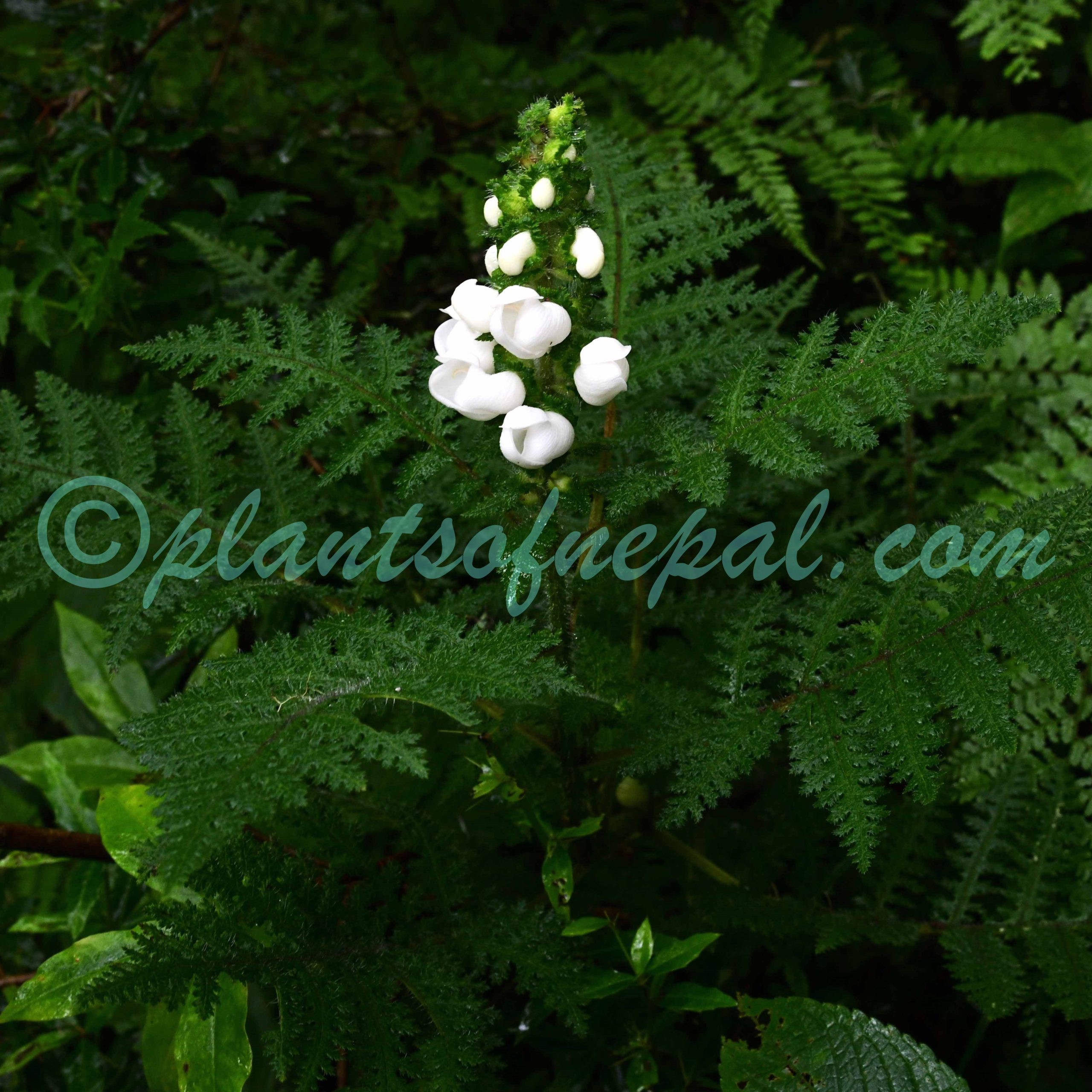 Pedicularis tamurensis T.Yamaz. Plants of Nepal