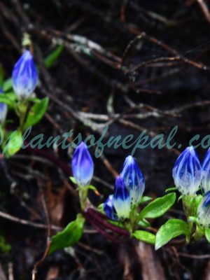 Gentiana elwesii C.B.Clarke Plants of Nepal