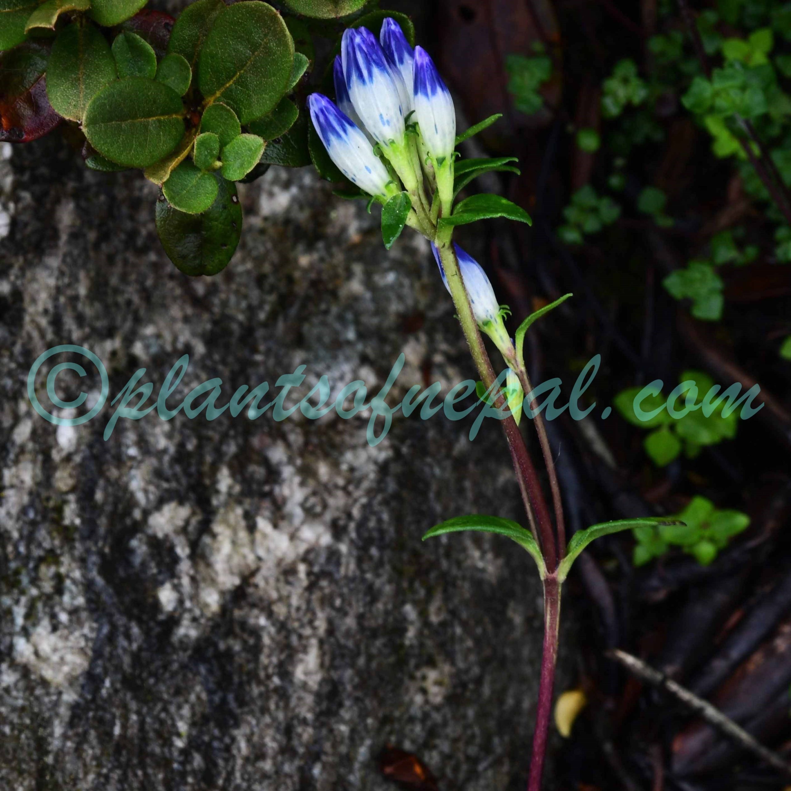 Gentiana elwesii C.B.Clarke Plants of Nepal