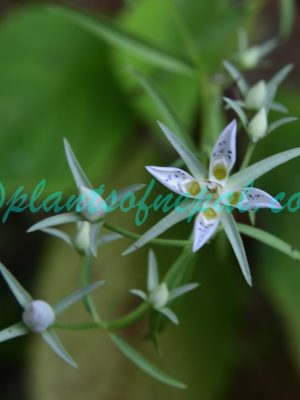 Swertia angustifolia Buch.-Ham. ex D.Don Plants of Nepal