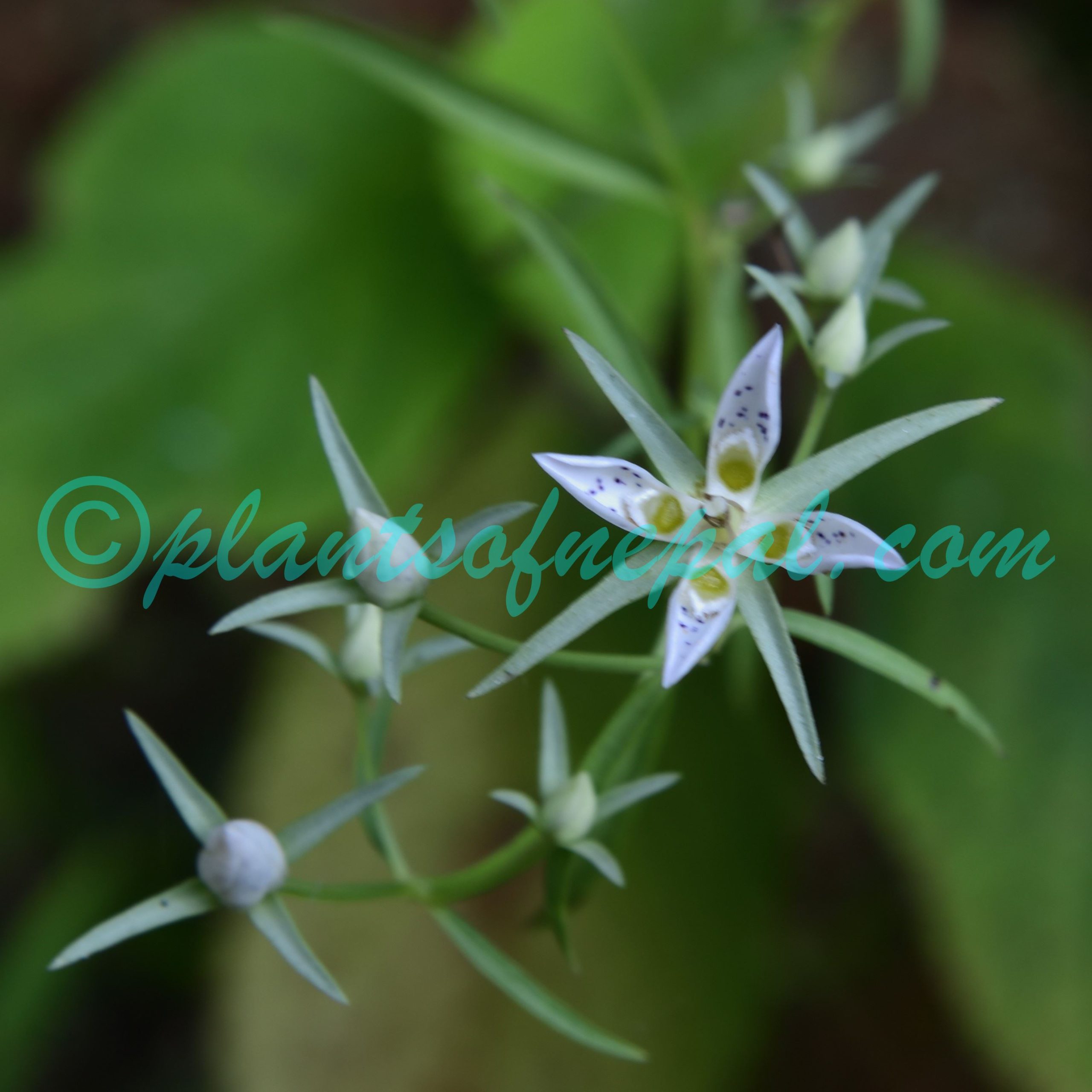 Swertia angustifolia Buch.-Ham. ex D.Don Plants of Nepal