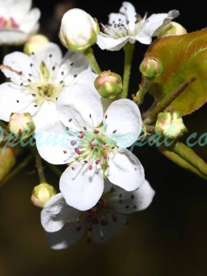 Pyrus pashia Buch.-Ham. ex D.Don Plants of Nepal
