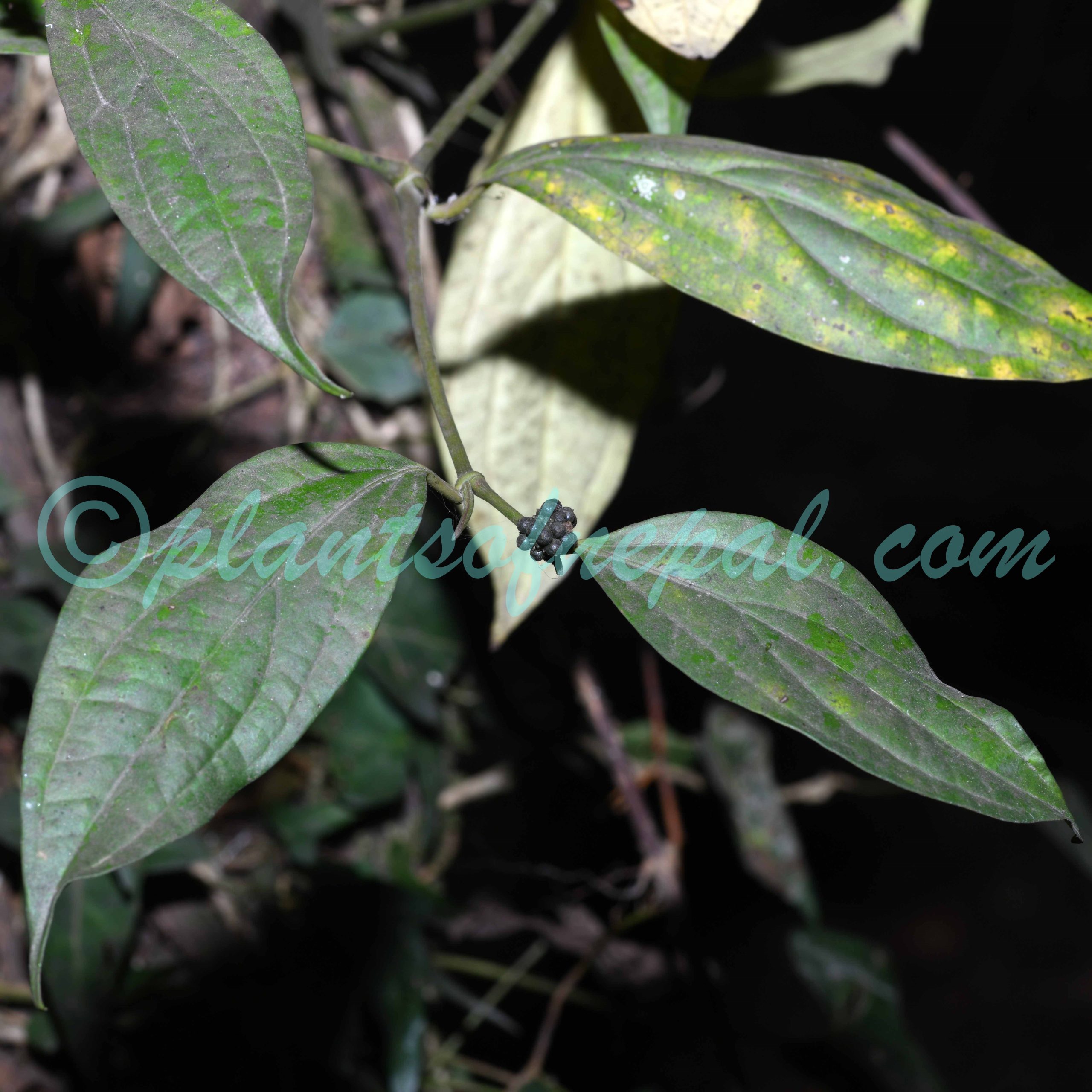 Piper peepuloides Roxb. Plants of Nepal