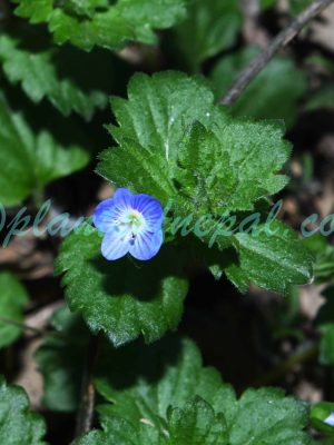 Veronica persica Poir. Plants of Nepal