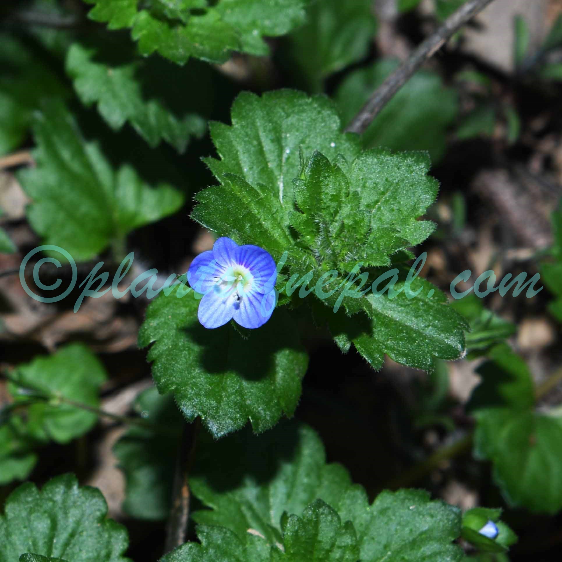 Veronica persica Poir. Plants of Nepal