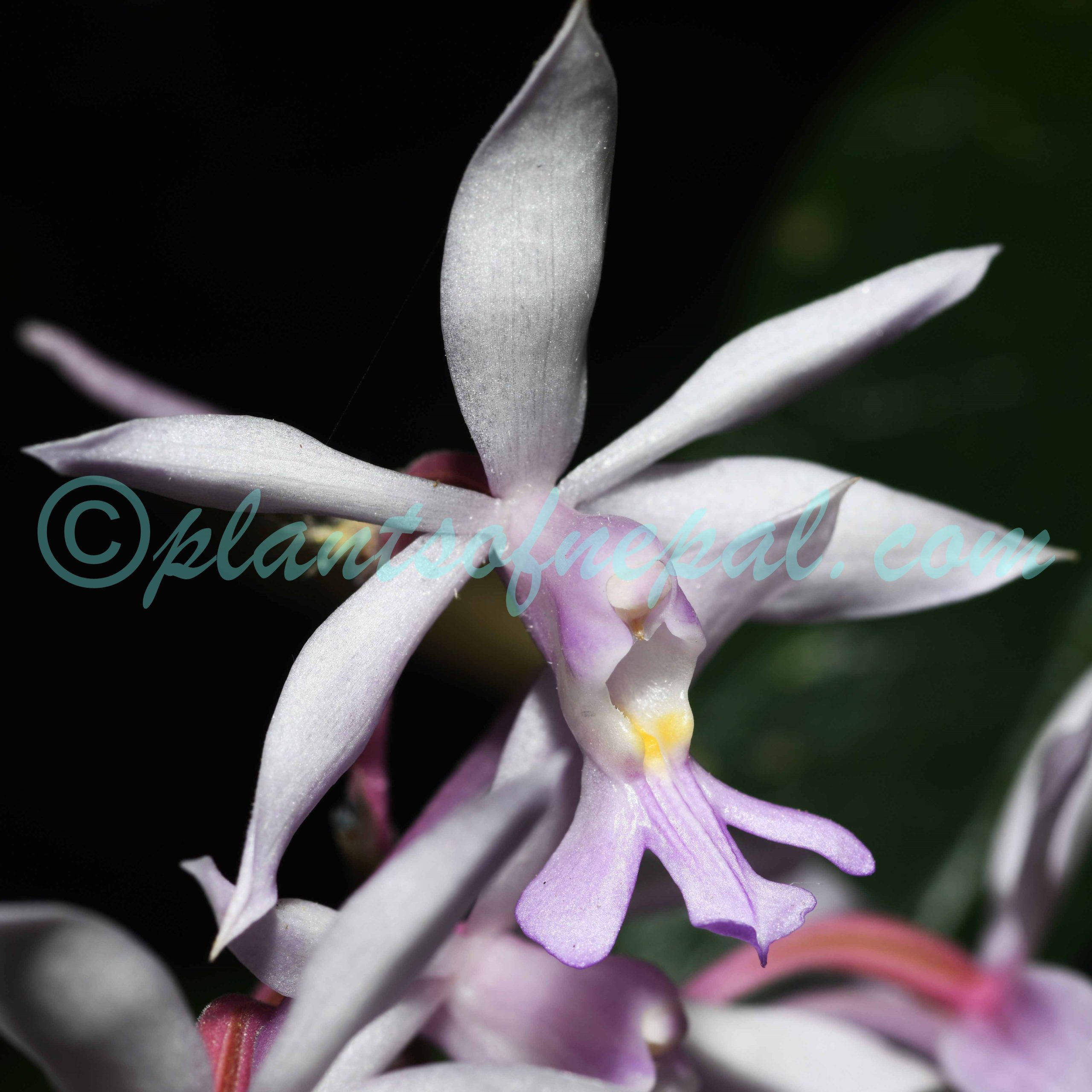 Calanthe plantaginea Lindl. Plants of Nepal