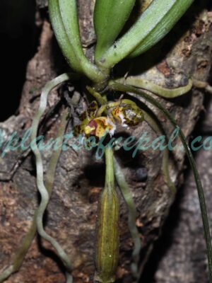 Gastrochilus calceolaris (Buch.-Ham. ex Sm.) D.Don Plants of Nepal