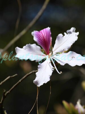 Bauhinia variegata L. Plants of Nepal Bauhinia variegata L. Plants of Nepal