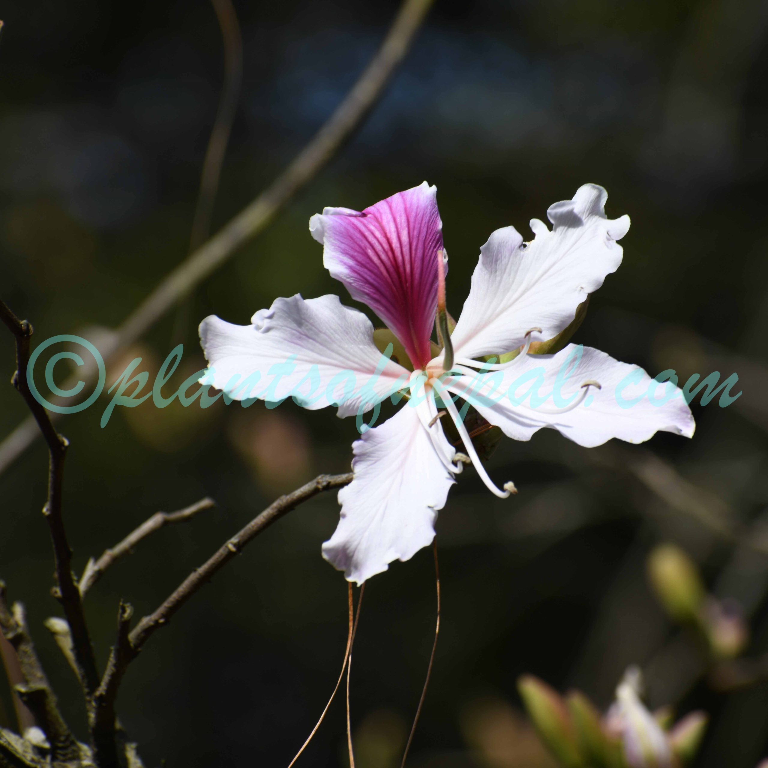 Bauhinia variegata L. Plants of Nepal