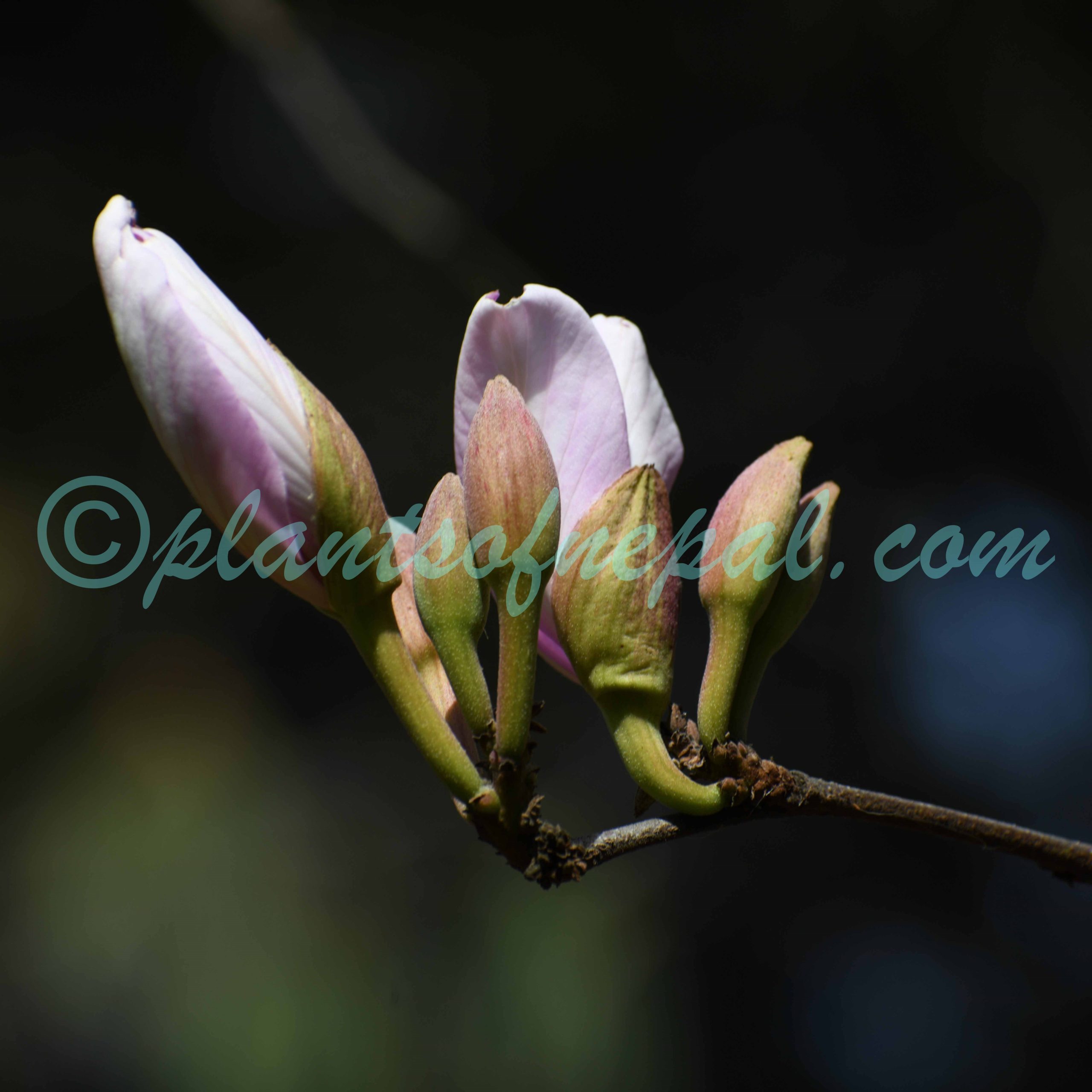 Bauhinia variegata L. Plants of Nepal