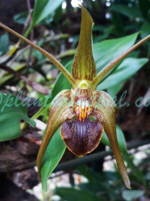 Dendrobium amplum Lindl. Plants of Nepal
