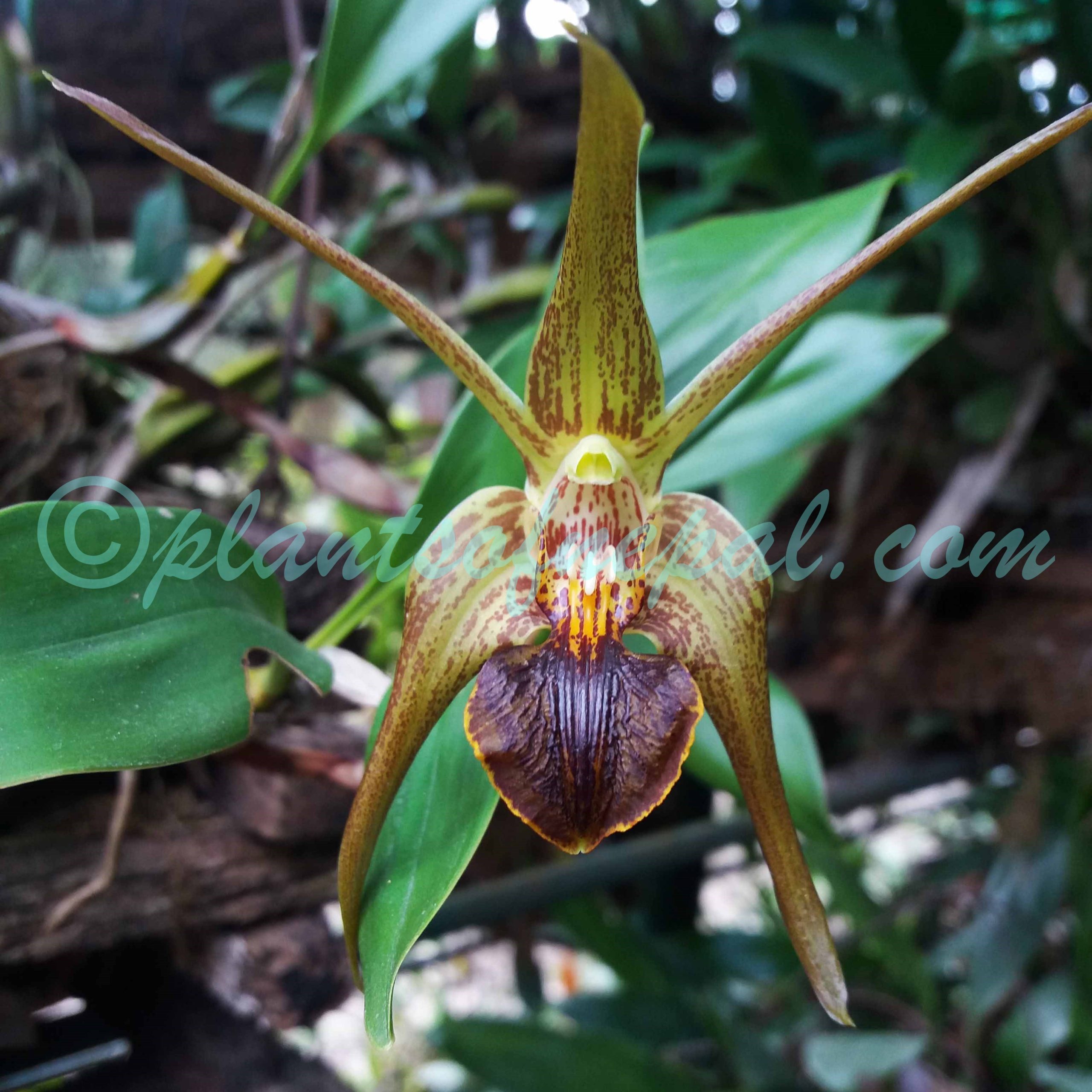 Dendrobium amplum Lindl. Plants of Nepal