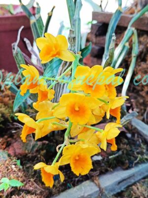 Dendrobium densiflorum Lindl. Plants of Nepal