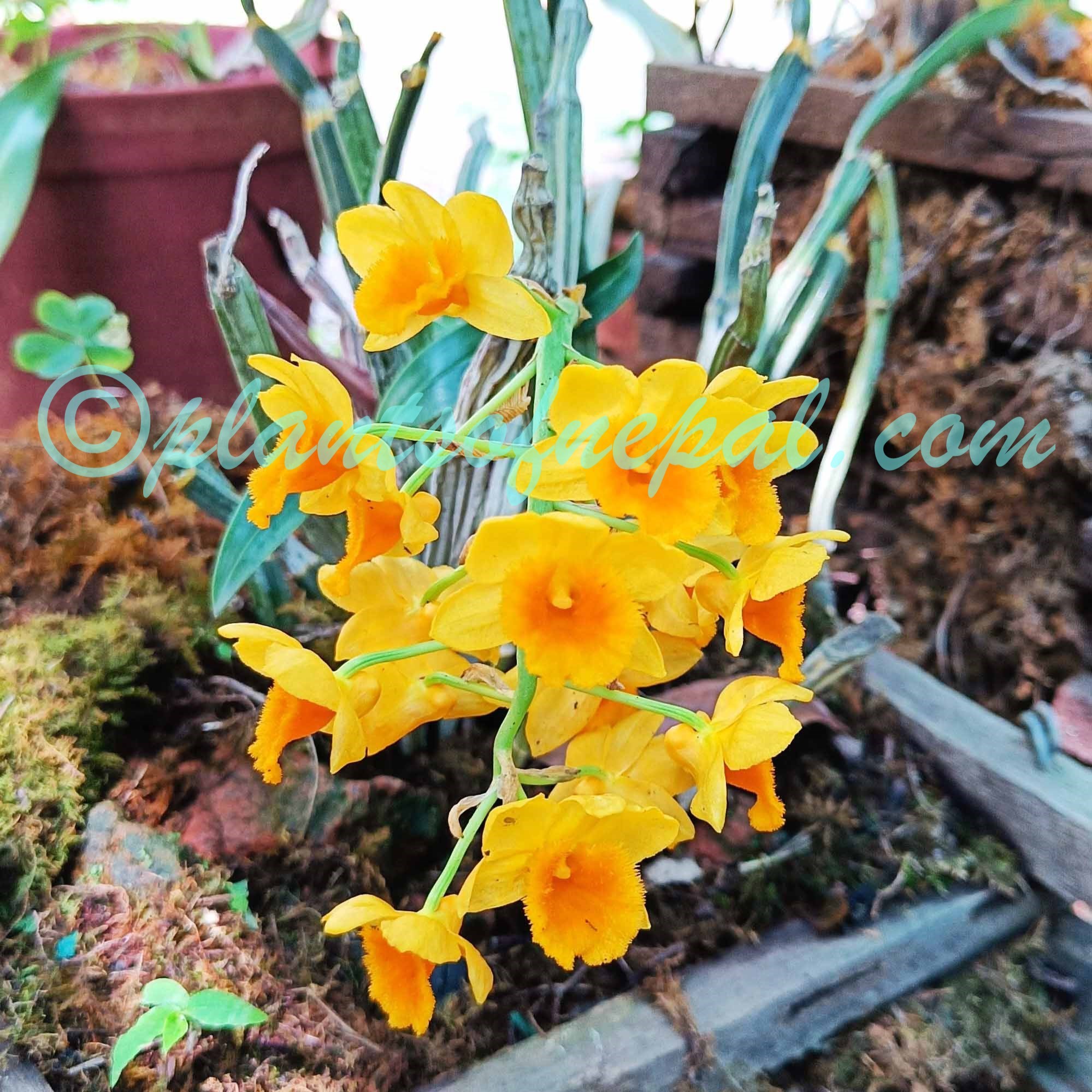 Dendrobium densiflorum Lindl. Plants of Nepal