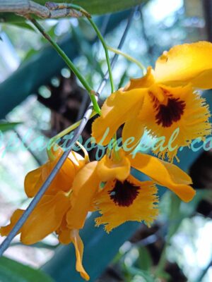 Dendrobium fimbriatum Hook. Plants of Nepal