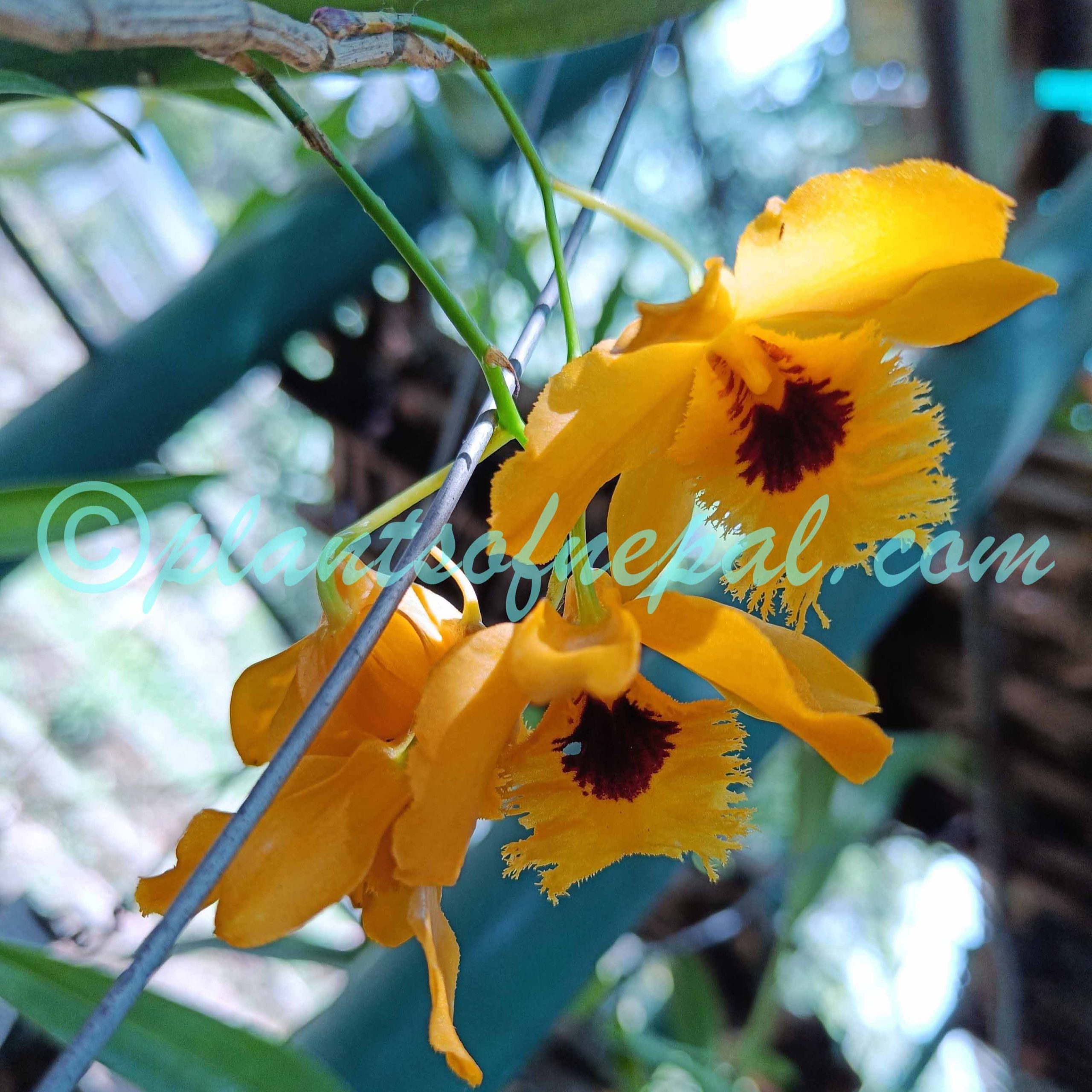 Dendrobium fimbriatum Hook. Plants of Nepal