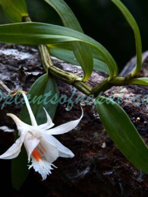Dendrobium longicornu Lindl. Plants of Nepal