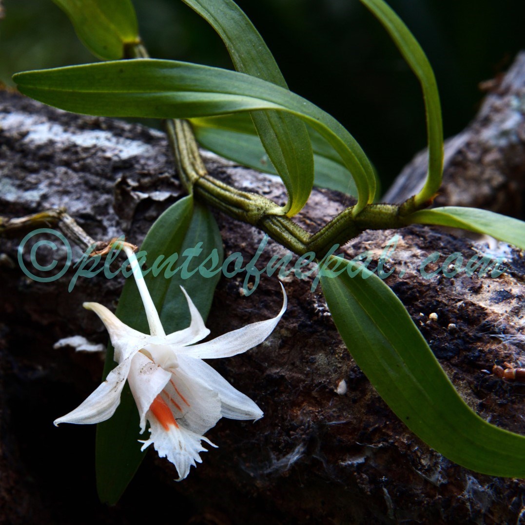 Dendrobium longicornu Lindl. Plants of Nepal