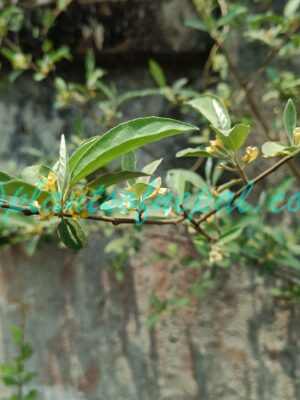 Elaeagnus tricholepis Momiy. Plants of Nepal