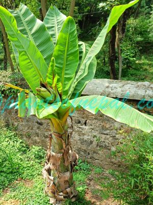Ensete nepalense (Wall.) G.Parmar & Trias-Blasi