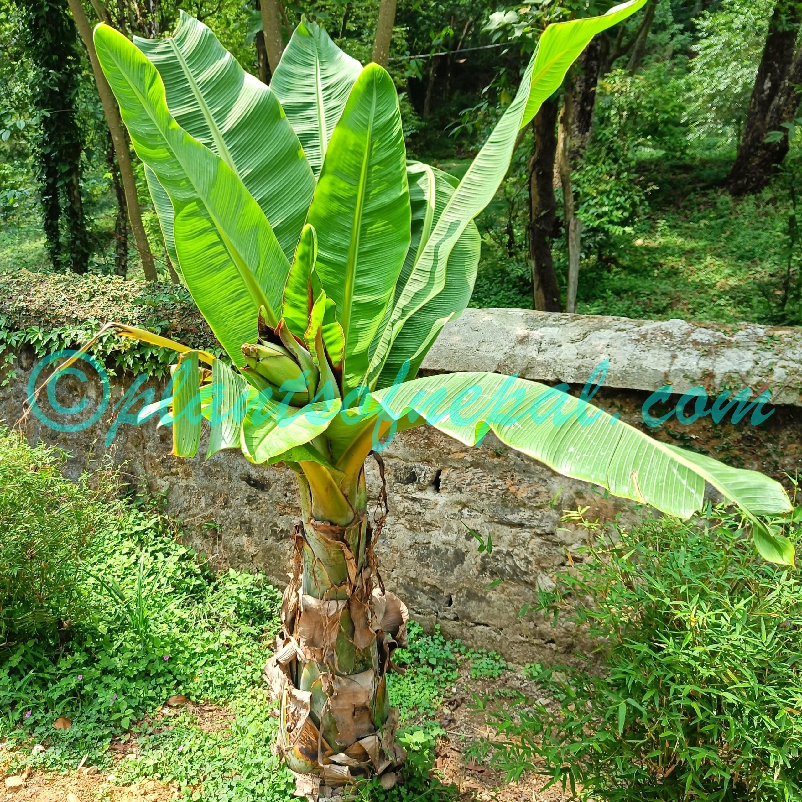 Ensete nepalense (Wall.) G.Parmar & Trias-Blasi