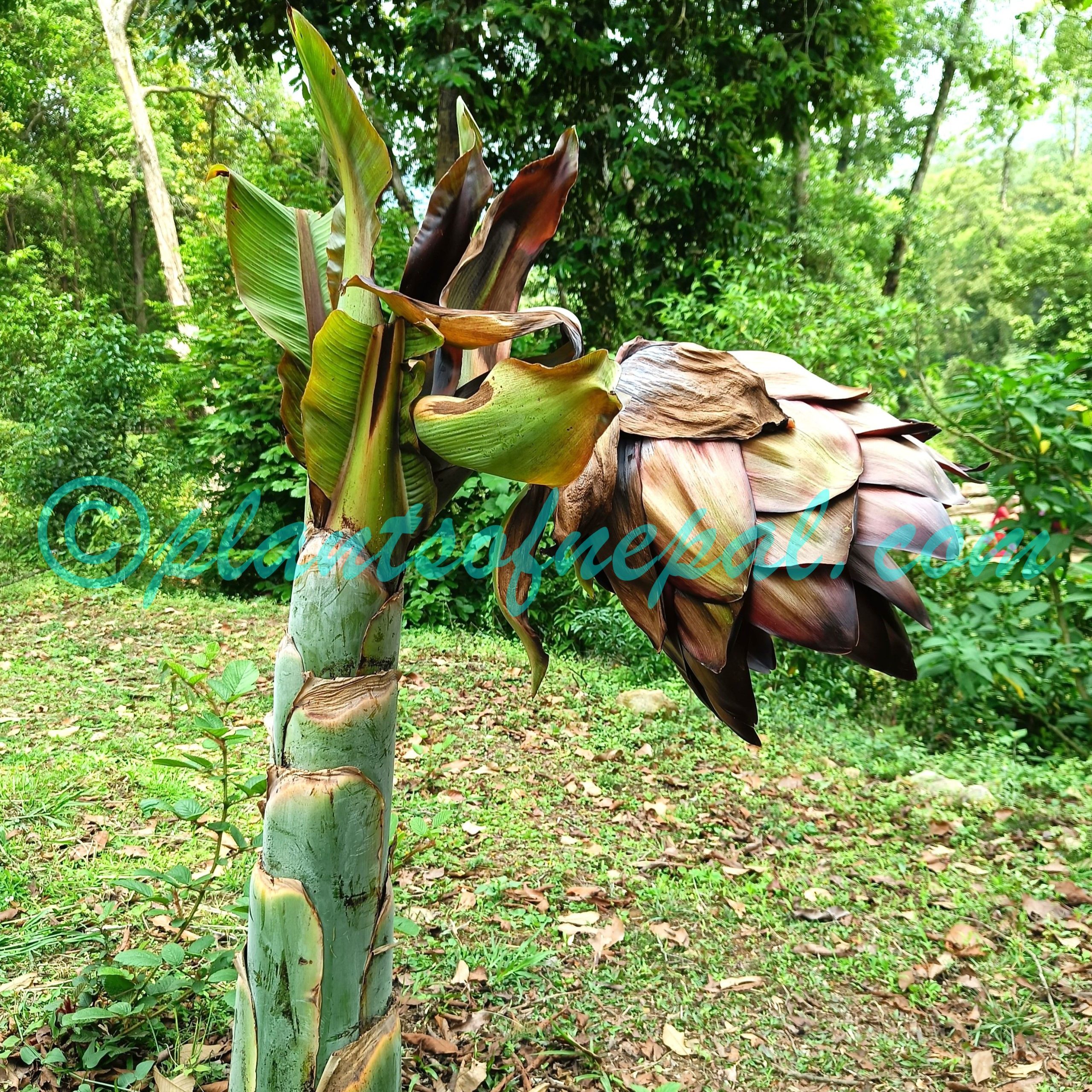 Ensete nepalense (Wall.) G.Parmar & Trias-Blasi