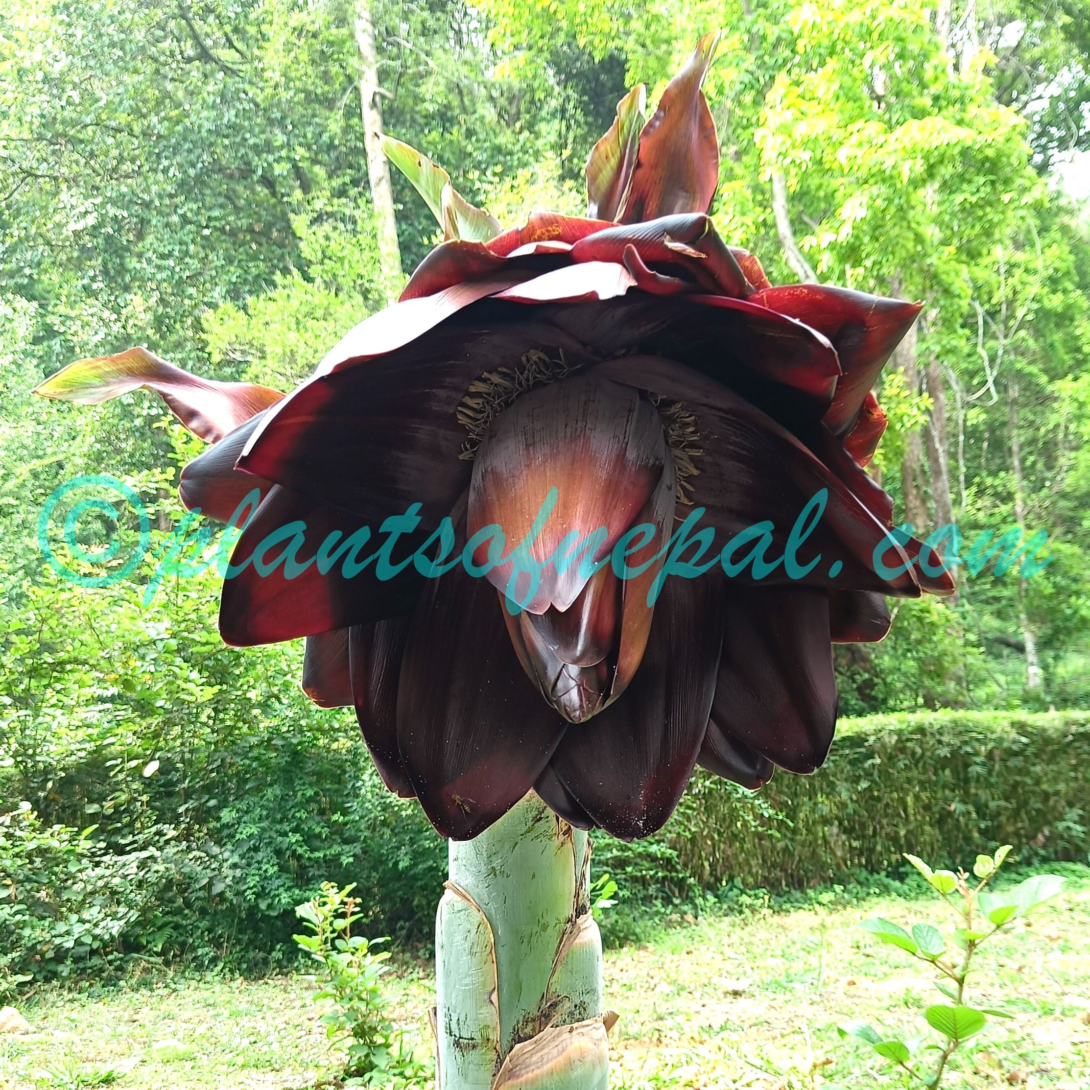 Ensete nepalense (Wall.) G.Parmar & Trias-Blasi