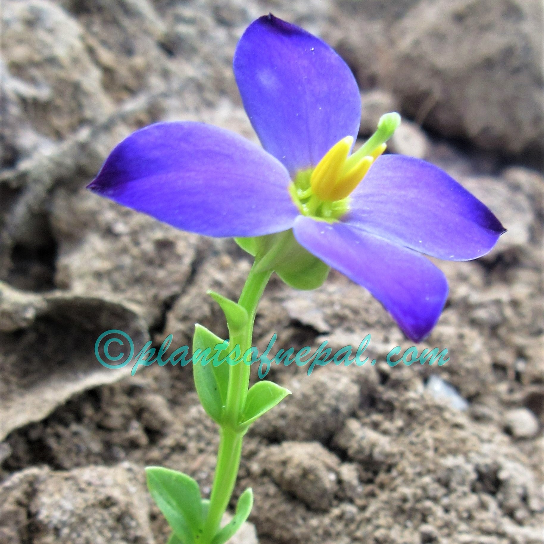 Exacum tetragonum Roxb. Plants of Nepal